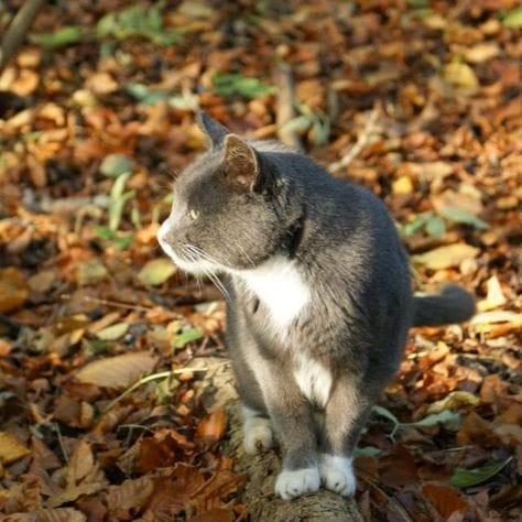 Schrödinger’s Cat